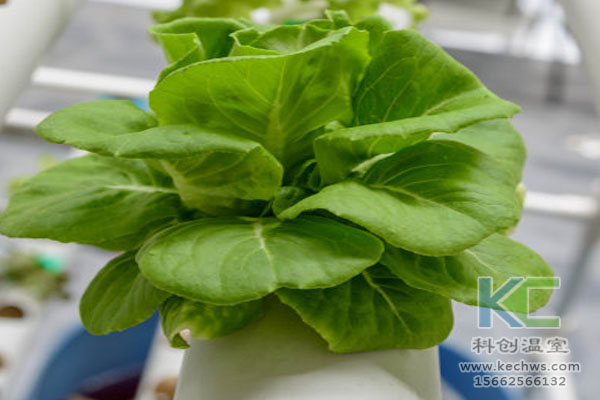 無(wú)土栽培,無(wú)土栽培技術(shù),無(wú)土栽培設(shè)備