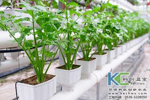 無(wú)土栽培,無(wú)土栽培技術(shù),無(wú)土栽培設(shè)備