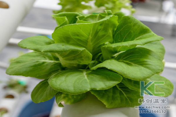 無土栽培，無土栽培技術，無土栽培設備