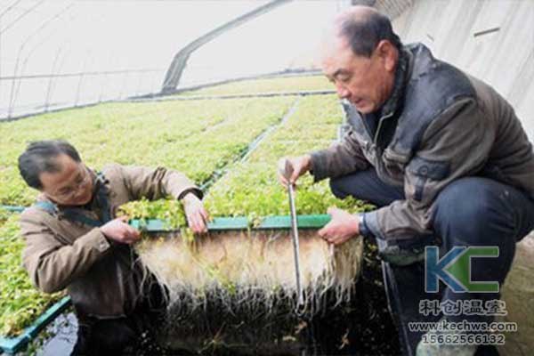 無土栽培，無土栽培技術，無土栽培設備