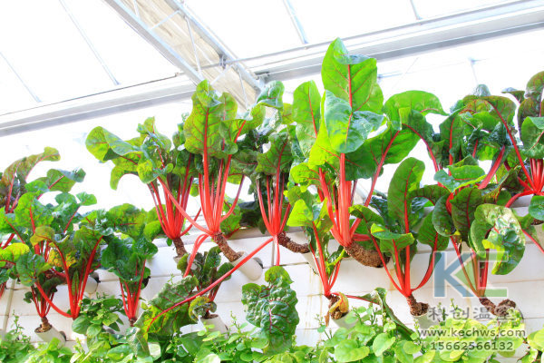 休閑農業，無土栽培技術，無土栽培，溫室大棚