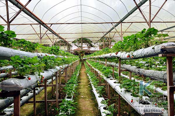 無(wú)土栽培，無(wú)土栽培技術(shù)，無(wú)土栽培設(shè)備