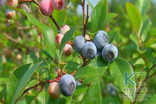 無土栽培，無土栽培技術(shù)，無土栽培設(shè)備