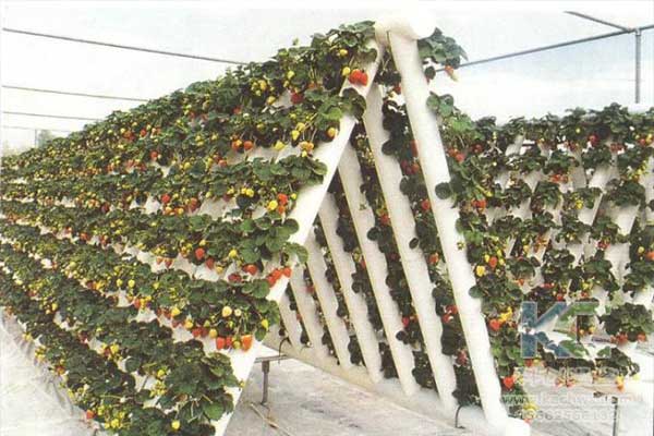 無土栽培，無土栽培技術(shù)，無土栽培設(shè)備