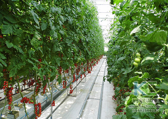 無土栽培，無土栽培技術，無土栽培設備