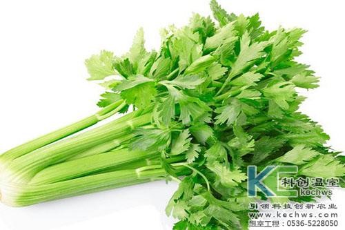 無(wú)土栽培,無(wú)土栽培技術(shù),無(wú)土栽培設(shè)備