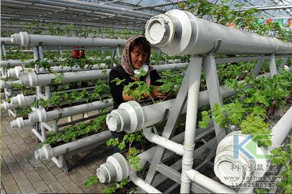 無土栽培，無土栽培技術，無土栽培設備