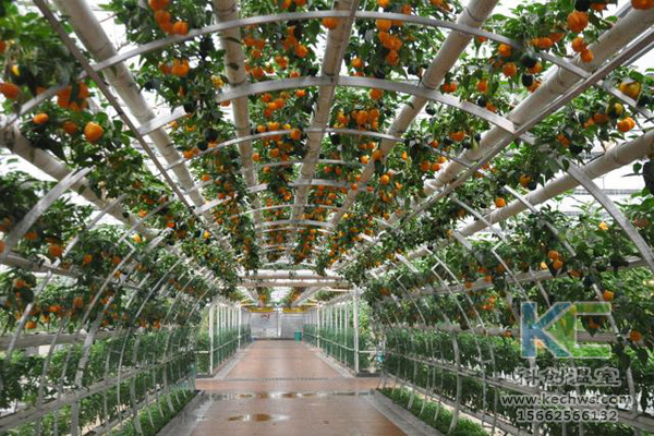 無土栽培，無土栽培技術，無土栽培設備