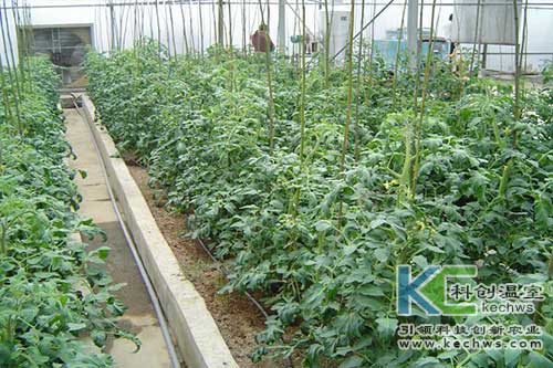 無(wú)土栽培,無(wú)土栽培技術(shù),無(wú)土栽培設(shè)備