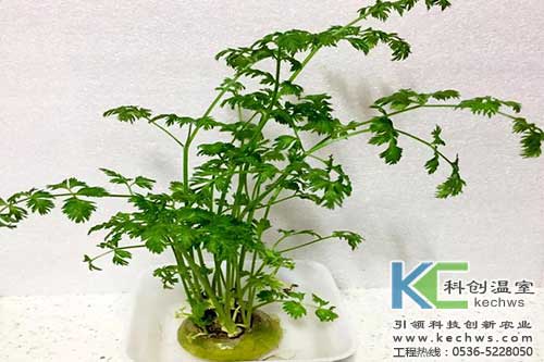 無土栽培,無土栽培技術(shù),無土栽培設(shè)備