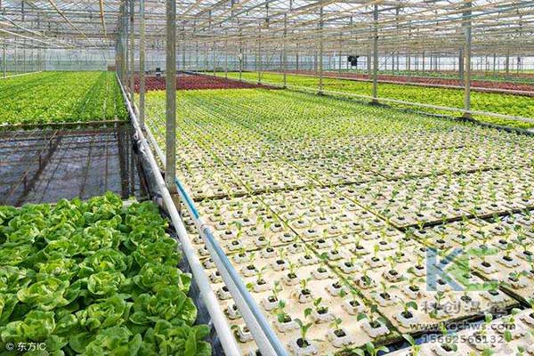 無土栽培，無土栽培技術，無土栽培設備