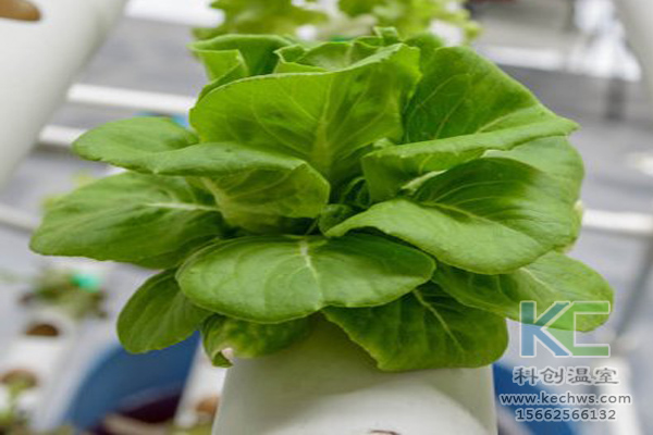 無(wú)土栽培，無(wú)土栽培技術(shù)，無(wú)土栽培設(shè)備