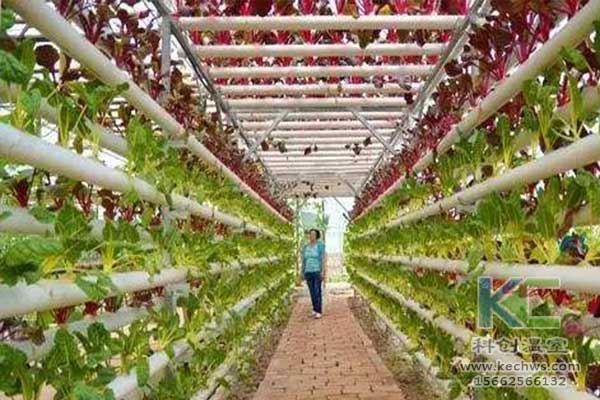 無土栽培，無土栽培技術，無土栽培設備