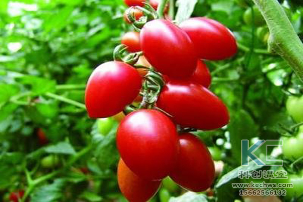 無(wú)土栽培，無(wú)土栽培技術(shù)，無(wú)土栽培設(shè)備