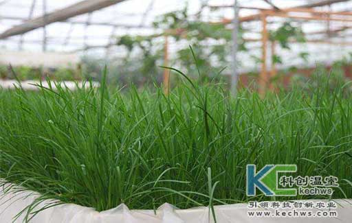 無土栽培,無土栽培技術,無土栽培設備