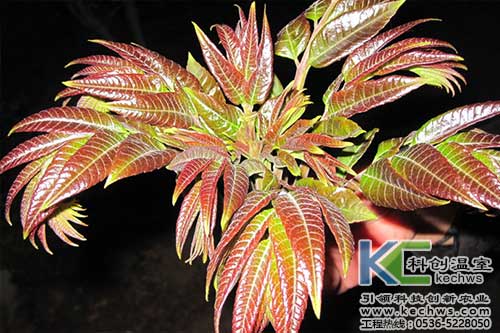 無土栽培,無土栽培技術,無土栽培設備