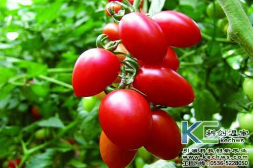 無土栽培，無土栽培技術，無土栽培設備