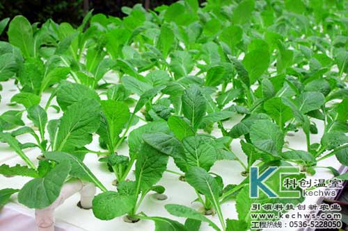 無土栽培,無土栽培技術,無土栽培設備