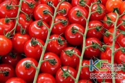 無(wú)土栽培技術(shù)，魚(yú)菜共生系統(tǒng)，無(wú)土栽培，溫室大棚