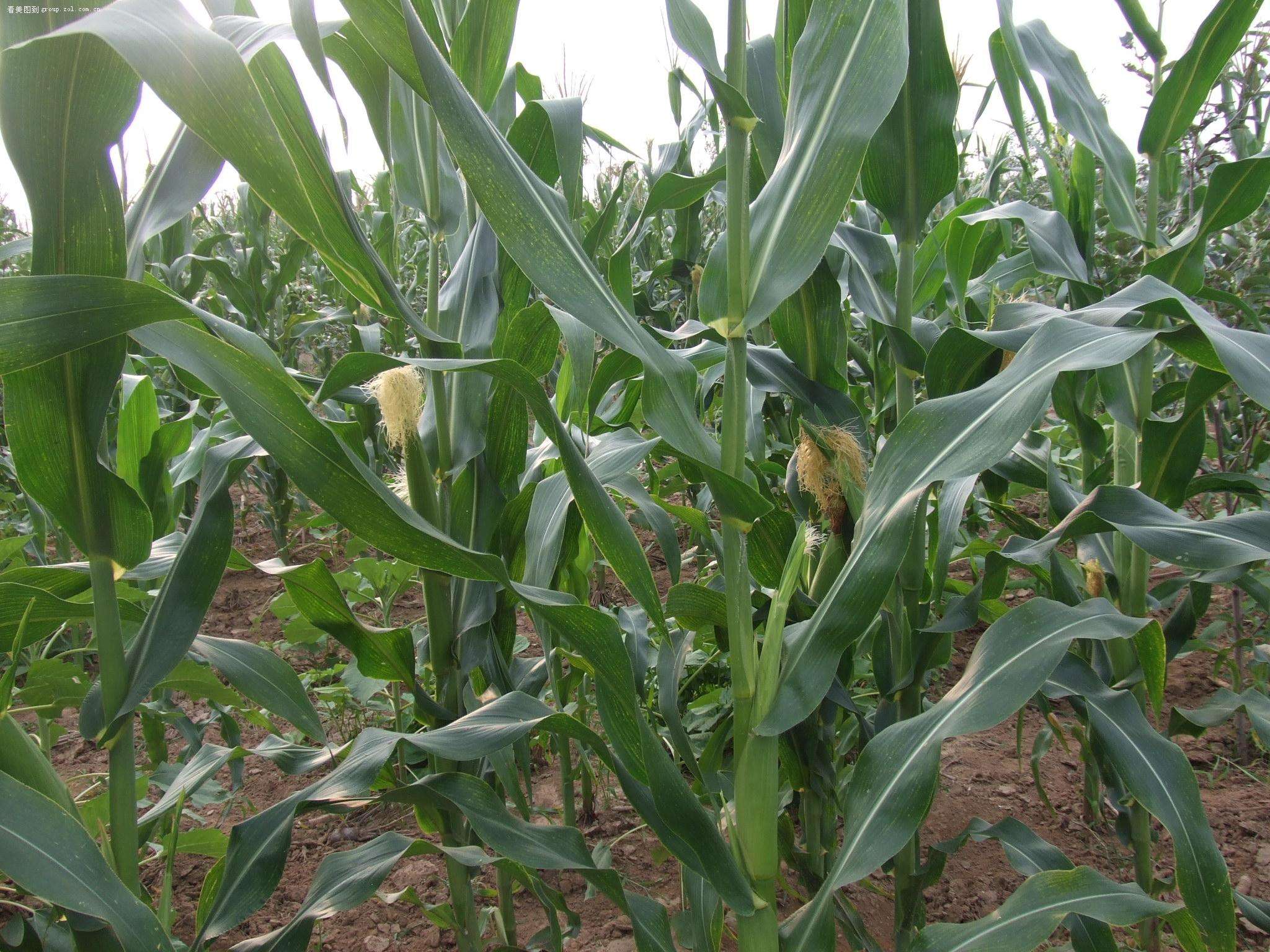 無(wú)土栽培，無(wú)土栽培技術(shù)，無(wú)土栽培設(shè)備