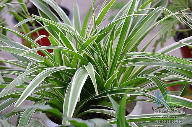 無土栽培，無土栽培技術(shù)，無土栽培設(shè)備