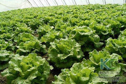 無土栽培，無土栽培技術，無土栽培設備