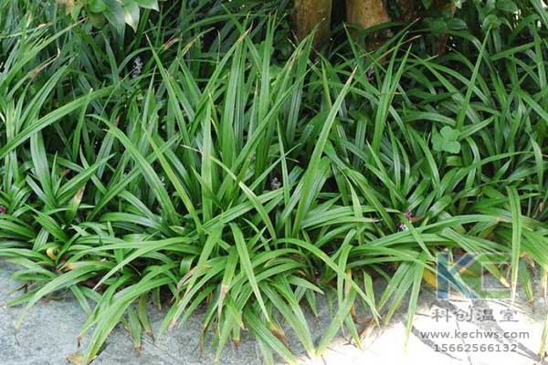 無(wú)土栽培，無(wú)土栽培技術(shù)，無(wú)土栽培設(shè)備