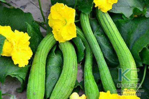 無土栽培,無土栽培技術(shù),無土栽培設(shè)備