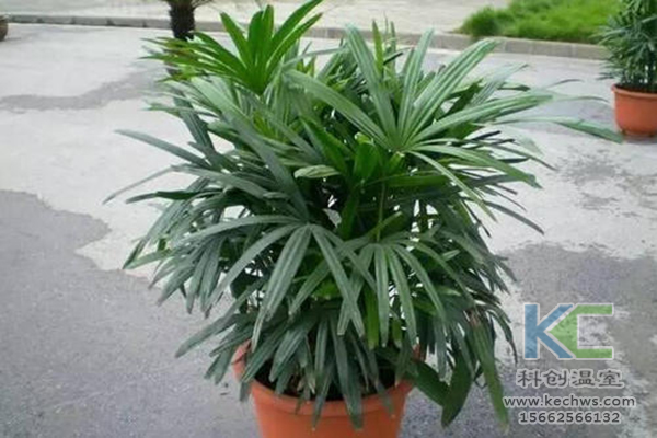 無土栽培，無土栽培技術，無土栽培設備