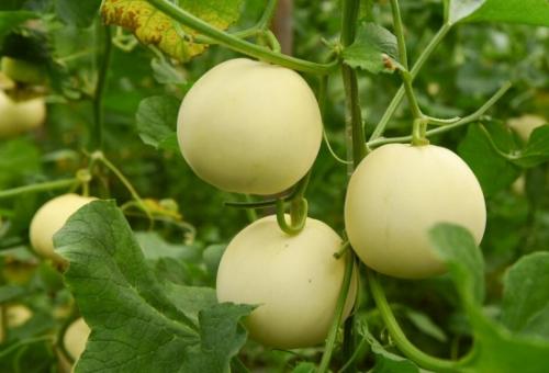 無土栽培，無土栽培技術，無土栽培設備