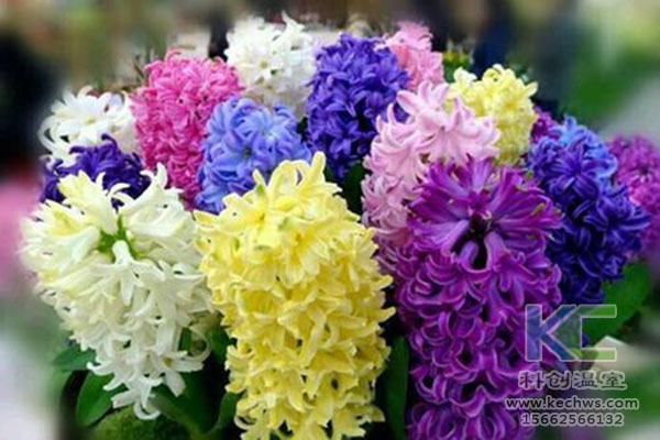 無土栽培,無土栽培技術,無土栽培設備