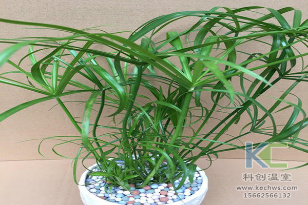 無土栽培，無土栽培技術，無土栽培設備