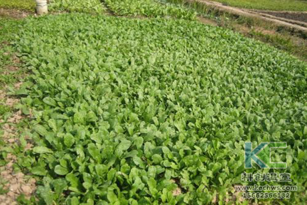 無土栽培,無土栽培技術(shù),無土栽培設(shè)備