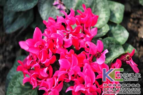 無土栽培，無土栽培技術，無土栽培設備